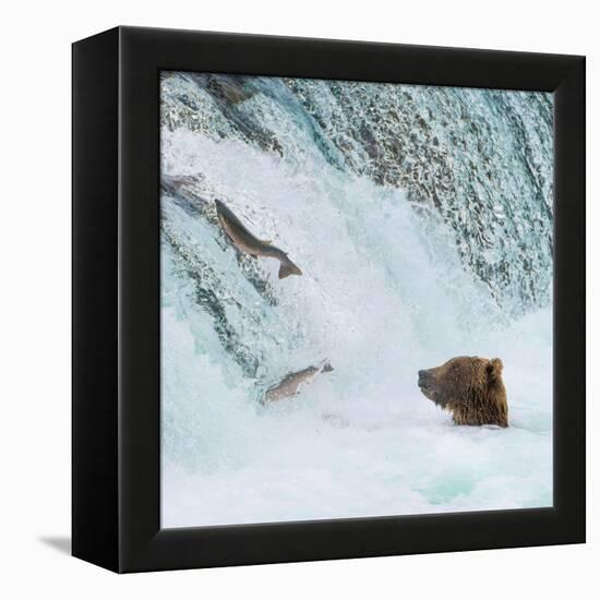 Alaska, Brooks Falls. Grizzly bear at the base of the falls watching fish jump.-Janet Muir-Framed Premier Image Canvas