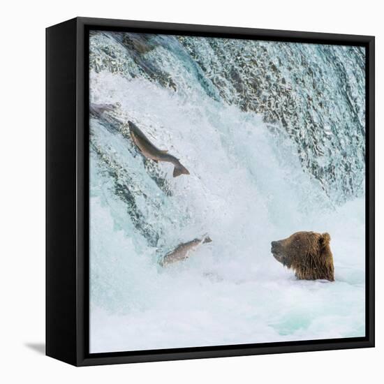 Alaska, Brooks Falls. Grizzly bear at the base of the falls watching fish jump.-Janet Muir-Framed Premier Image Canvas