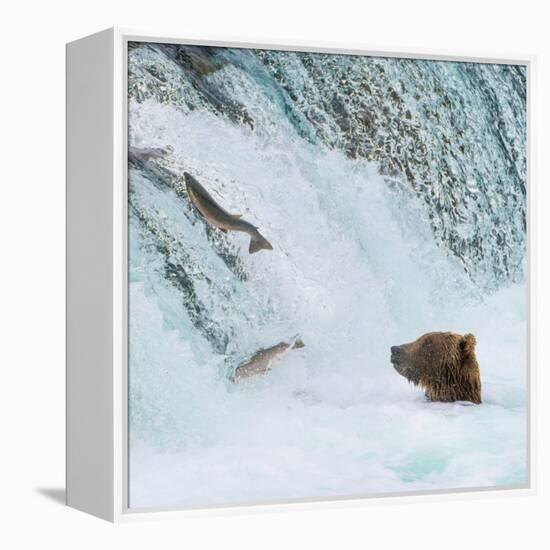 Alaska, Brooks Falls. Grizzly bear at the base of the falls watching fish jump.-Janet Muir-Framed Premier Image Canvas