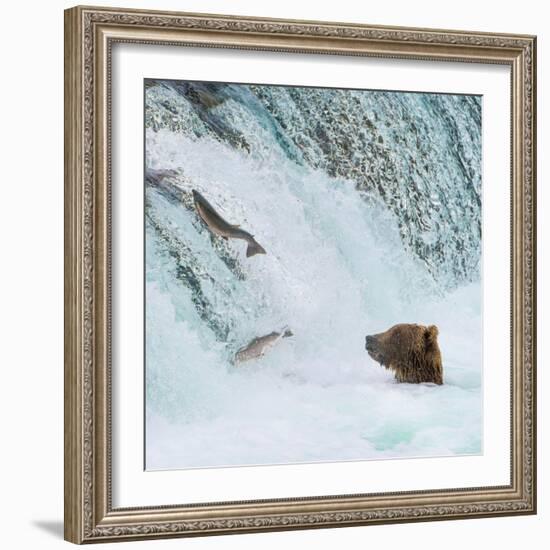 Alaska, Brooks Falls. Grizzly bear at the base of the falls watching fish jump.-Janet Muir-Framed Photographic Print