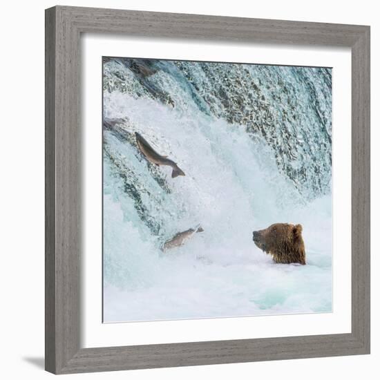 Alaska, Brooks Falls. Grizzly bear at the base of the falls watching fish jump.-Janet Muir-Framed Photographic Print