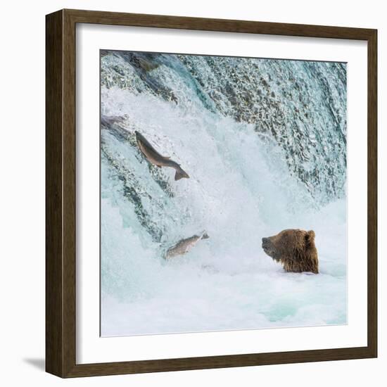 Alaska, Brooks Falls. Grizzly bear at the base of the falls watching fish jump.-Janet Muir-Framed Photographic Print