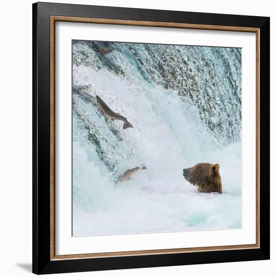 Alaska, Brooks Falls. Grizzly bear at the base of the falls watching fish jump.-Janet Muir-Framed Photographic Print