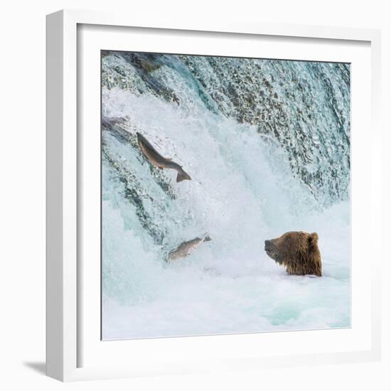 Alaska, Brooks Falls. Grizzly bear at the base of the falls watching fish jump.-Janet Muir-Framed Photographic Print