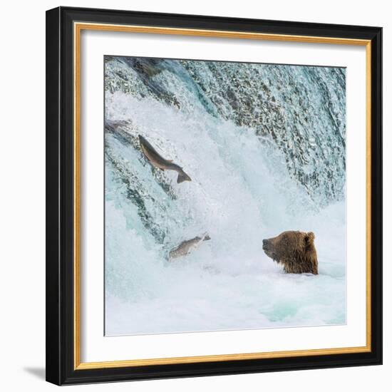 Alaska, Brooks Falls. Grizzly bear at the base of the falls watching fish jump.-Janet Muir-Framed Photographic Print