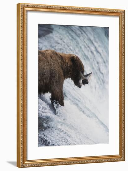 Alaska, Brown Bears Feeding on Sockeye Salmon in Katmai National Park-Stuart Westmorland-Framed Photographic Print