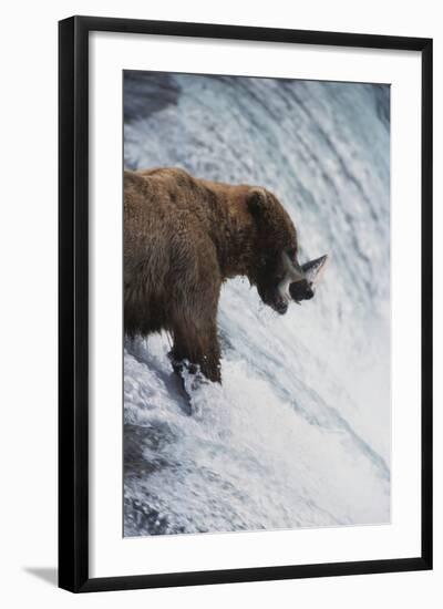 Alaska, Brown Bears Feeding on Sockeye Salmon in Katmai National Park-Stuart Westmorland-Framed Photographic Print