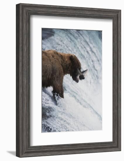 Alaska, Brown Bears Feeding on Sockeye Salmon in Katmai National Park-Stuart Westmorland-Framed Photographic Print