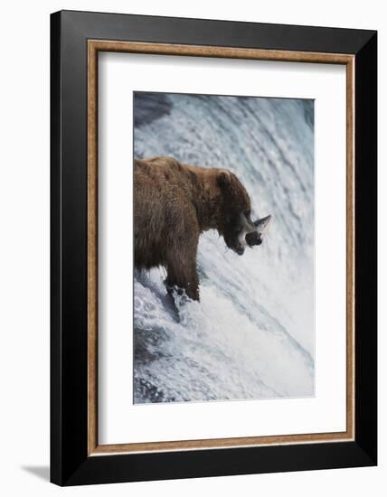 Alaska, Brown Bears Feeding on Sockeye Salmon in Katmai National Park-Stuart Westmorland-Framed Photographic Print
