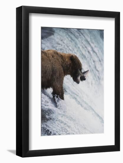 Alaska, Brown Bears Feeding on Sockeye Salmon in Katmai National Park-Stuart Westmorland-Framed Photographic Print