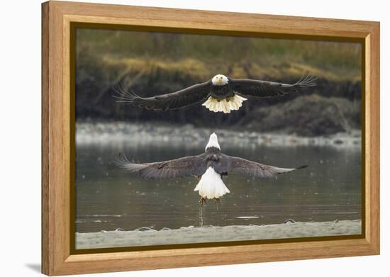 Alaska, Chilkat Bald Eagle Preserve. Bald Eagles Fighting in the Air-Cathy & Gordon Illg-Framed Premier Image Canvas