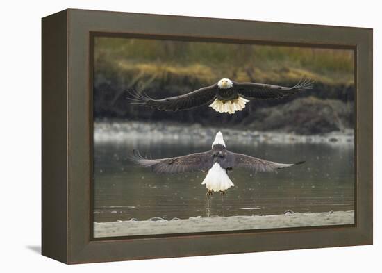 Alaska, Chilkat Bald Eagle Preserve. Bald Eagles Fighting in the Air-Cathy & Gordon Illg-Framed Premier Image Canvas