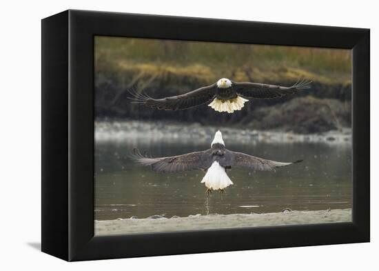 Alaska, Chilkat Bald Eagle Preserve. Bald Eagles Fighting in the Air-Cathy & Gordon Illg-Framed Premier Image Canvas