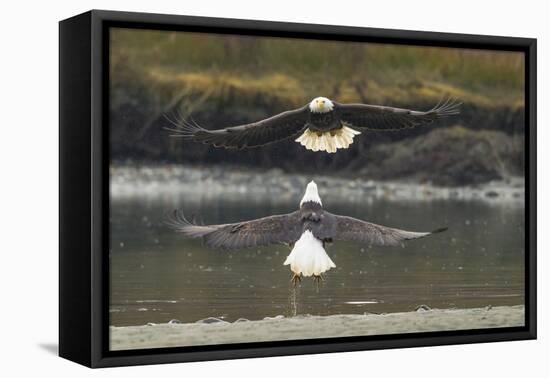 Alaska, Chilkat Bald Eagle Preserve. Bald Eagles Fighting in the Air-Cathy & Gordon Illg-Framed Premier Image Canvas