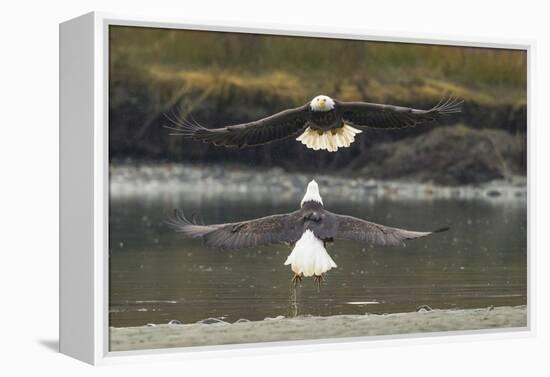 Alaska, Chilkat Bald Eagle Preserve. Bald Eagles Fighting in the Air-Cathy & Gordon Illg-Framed Premier Image Canvas