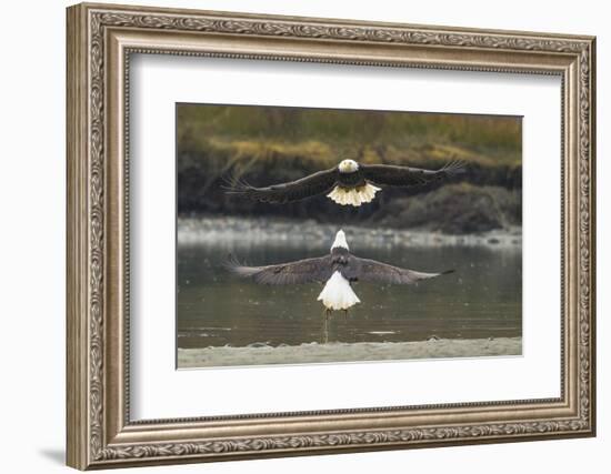 Alaska, Chilkat Bald Eagle Preserve. Bald Eagles Fighting in the Air-Cathy & Gordon Illg-Framed Photographic Print