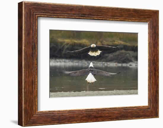 Alaska, Chilkat Bald Eagle Preserve. Bald Eagles Fighting in the Air-Cathy & Gordon Illg-Framed Photographic Print