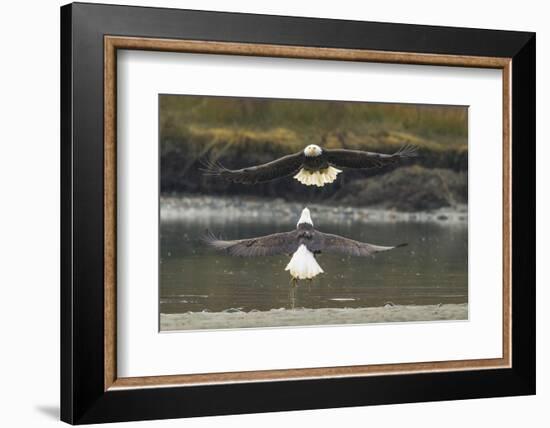 Alaska, Chilkat Bald Eagle Preserve. Bald Eagles Fighting in the Air-Cathy & Gordon Illg-Framed Photographic Print