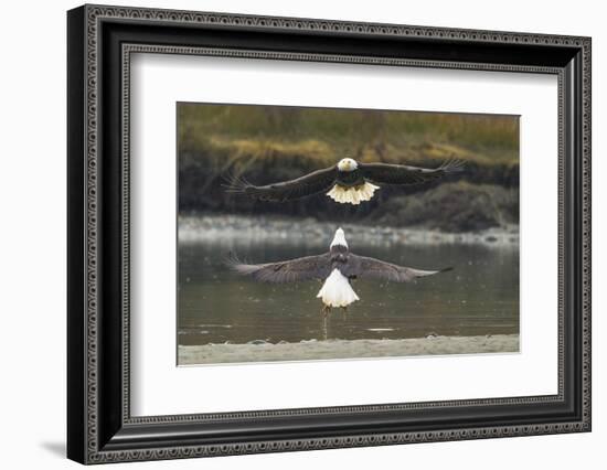 Alaska, Chilkat Bald Eagle Preserve. Bald Eagles Fighting in the Air-Cathy & Gordon Illg-Framed Photographic Print