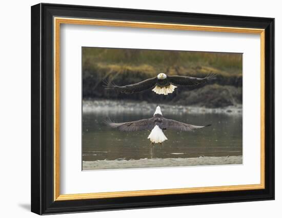 Alaska, Chilkat Bald Eagle Preserve. Bald Eagles Fighting in the Air-Cathy & Gordon Illg-Framed Photographic Print