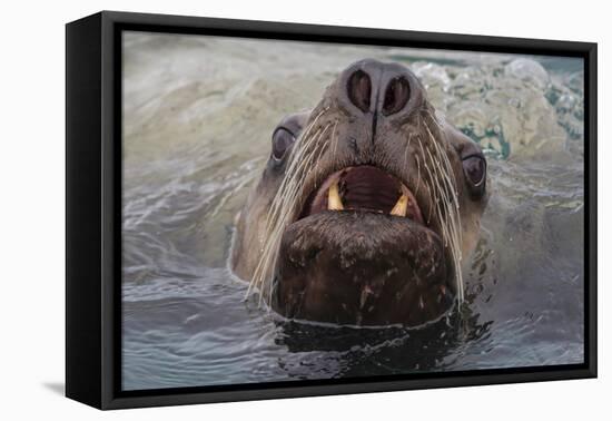 Alaska. Close Up of Stellar Sea Lion Face in Water-Jaynes Gallery-Framed Premier Image Canvas