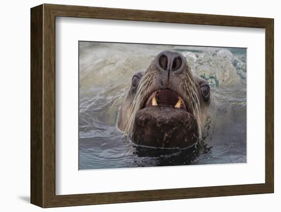 Alaska. Close Up of Stellar Sea Lion Face in Water-Jaynes Gallery-Framed Photographic Print