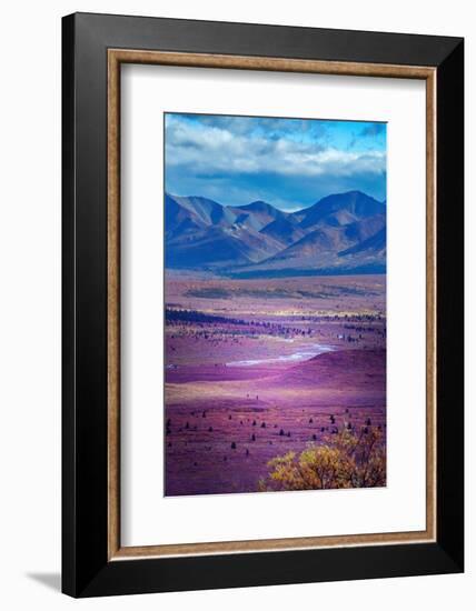 Alaska, Denali National Park. Autumn landscape of valley and mountains.-Janet Muir-Framed Photographic Print