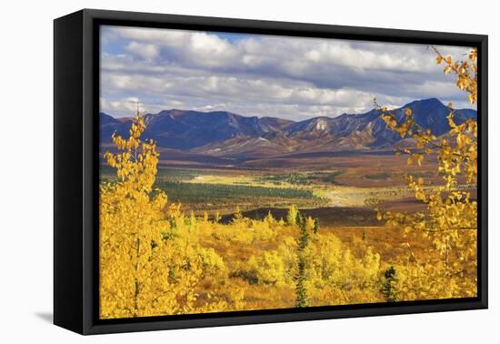 Alaska, Denali National Park. Golden landscape of valley and mountains.-Janet Muir-Framed Premier Image Canvas