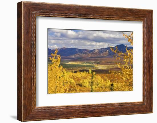 Alaska, Denali National Park. Golden landscape of valley and mountains.-Janet Muir-Framed Photographic Print