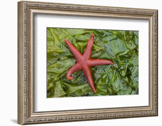 Alaska, George Island, Glacier Bay National Park. Granite Cove. Pacific Blood Star and kelp.-Brenda Tharp-Framed Photographic Print