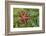 Alaska, George Island, Glacier Bay National Park. Granite Cove. Pacific Blood Star and kelp.-Brenda Tharp-Framed Photographic Print