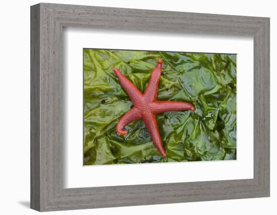 Alaska, George Island, Glacier Bay National Park. Granite Cove. Pacific Blood Star and kelp.-Brenda Tharp-Framed Photographic Print