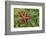 Alaska, George Island, Glacier Bay National Park. Granite Cove. Pacific Blood Star and kelp.-Brenda Tharp-Framed Photographic Print