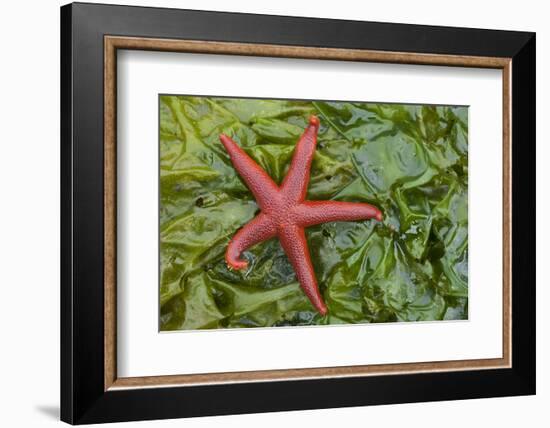 Alaska, George Island, Glacier Bay National Park. Granite Cove. Pacific Blood Star and kelp.-Brenda Tharp-Framed Photographic Print