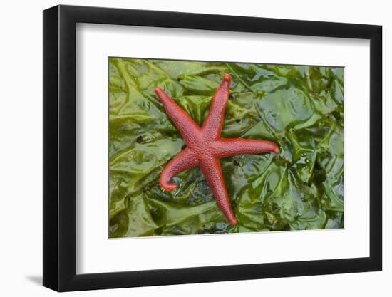 Alaska, George Island, Glacier Bay National Park. Granite Cove. Pacific Blood Star and kelp.-Brenda Tharp-Framed Photographic Print