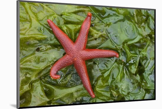 Alaska, George Island, Glacier Bay National Park. Granite Cove. Pacific Blood Star and kelp.-Brenda Tharp-Mounted Photographic Print