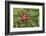 Alaska, George Island, Glacier Bay National Park. Granite Cove. Pacific Blood Star and kelp.-Brenda Tharp-Framed Photographic Print