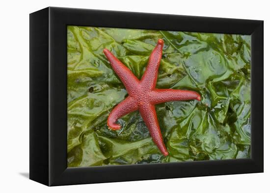 Alaska, George Island, Glacier Bay National Park. Granite Cove. Pacific Blood Star and kelp.-Brenda Tharp-Framed Premier Image Canvas