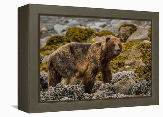 Alaska, Glacier Bay National Park. Brown Bear on Beach-Jaynes Gallery-Framed Premier Image Canvas