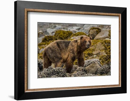 Alaska, Glacier Bay National Park. Brown Bear on Beach-Jaynes Gallery-Framed Photographic Print