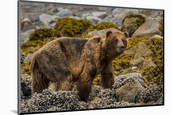 Alaska, Glacier Bay National Park. Brown Bear on Beach-Jaynes Gallery-Mounted Photographic Print