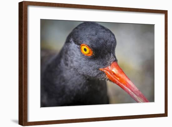 Alaska, Glacier Bay National Park. Close Up of Black Oystercatcher Bird-Jaynes Gallery-Framed Photographic Print