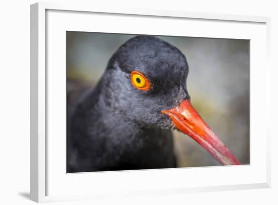 Alaska, Glacier Bay National Park. Close Up of Black Oystercatcher Bird-Jaynes Gallery-Framed Photographic Print