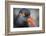 Alaska, Glacier Bay National Park. Close Up of Black Oystercatcher Bird-Jaynes Gallery-Framed Photographic Print