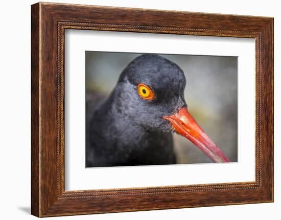 Alaska, Glacier Bay National Park. Close Up of Black Oystercatcher Bird-Jaynes Gallery-Framed Photographic Print