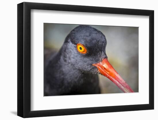 Alaska, Glacier Bay National Park. Close Up of Black Oystercatcher Bird-Jaynes Gallery-Framed Photographic Print