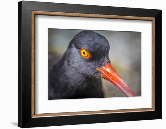 Alaska, Glacier Bay National Park. Close Up of Black Oystercatcher Bird-Jaynes Gallery-Framed Photographic Print