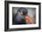 Alaska, Glacier Bay National Park. Close Up of Black Oystercatcher Bird-Jaynes Gallery-Framed Photographic Print