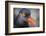 Alaska, Glacier Bay National Park. Close Up of Black Oystercatcher Bird-Jaynes Gallery-Framed Photographic Print