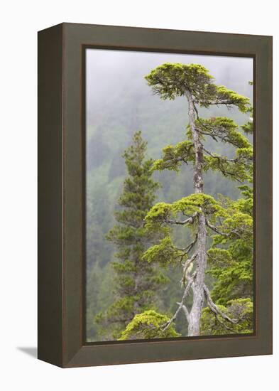 Alaska, Glacier Bay National Park. Hemlock Tree in Forest-Jaynes Gallery-Framed Premier Image Canvas